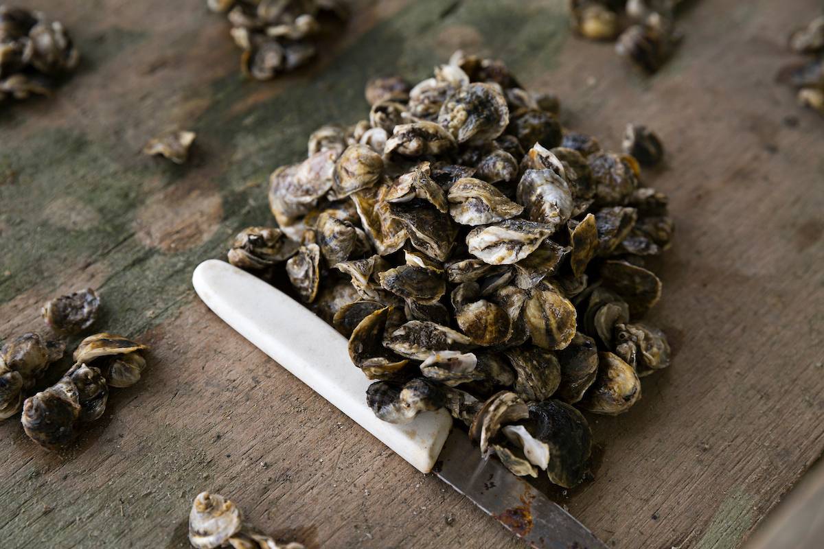 juvenile oysters juvenile oysters