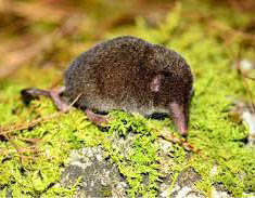 Crocidura Shrew