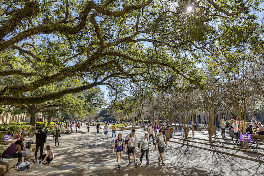 Students walking in LSU quad with trees around them
