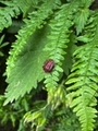 Striped Shield Bug