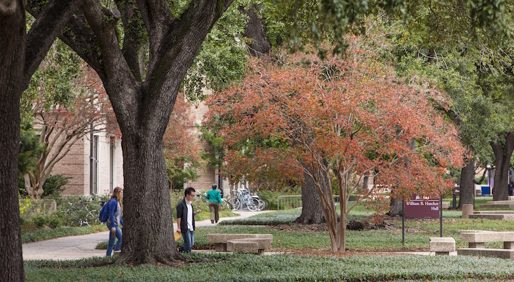 students walking under fall trees in quad