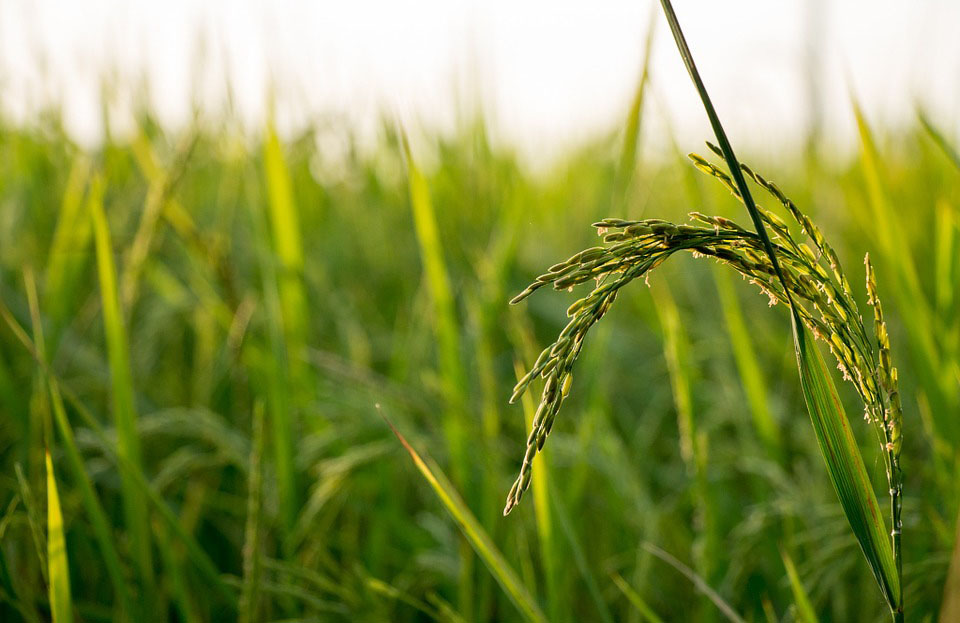 closeup of rice growing in a field