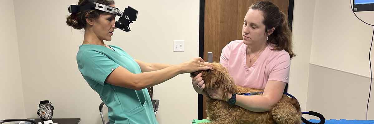 eye exam on a poodle